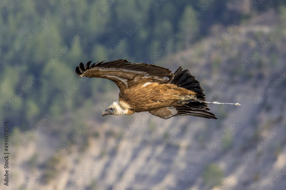 Fototapeta premium Griffon vulture in flight in Provence, France