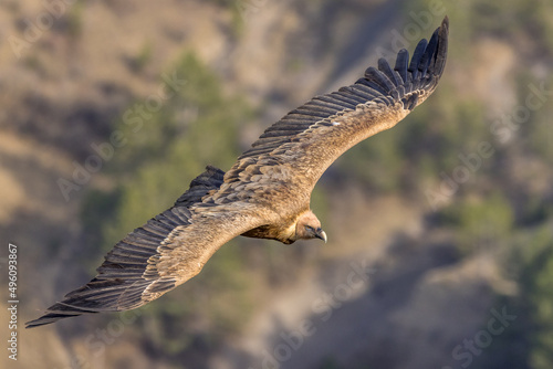 Griffon vulture in flight in Provence, France