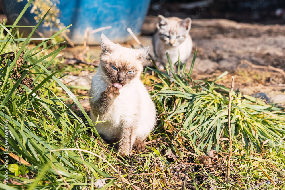 Horizontal image of a country kitten, sitting on the grass sunbathing on a spring morning, while washing its body. Horizontal image of a country kitten, sitting on the grass sunbathing on a spring morning, while washing its body.