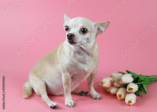 healthy brown short hair chihuahua dog, sitting on pink background with tulip flowers, looking away, isolated.