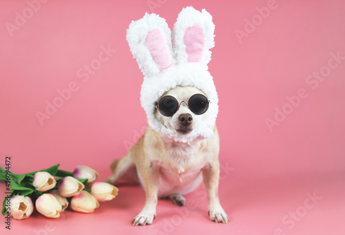 Chihuahua dog wearing sun glasses and dressed up with easter bunny costume headband sitting on pink background with tulips flower. Pet Easter costume concept.