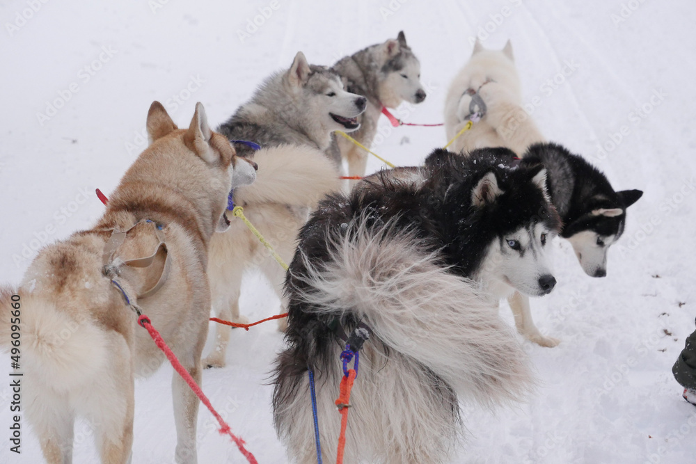 Sledding with husky dogs in a winter forest, High quality photo Sledding with husky dogs in a winter forest, High quality photo
