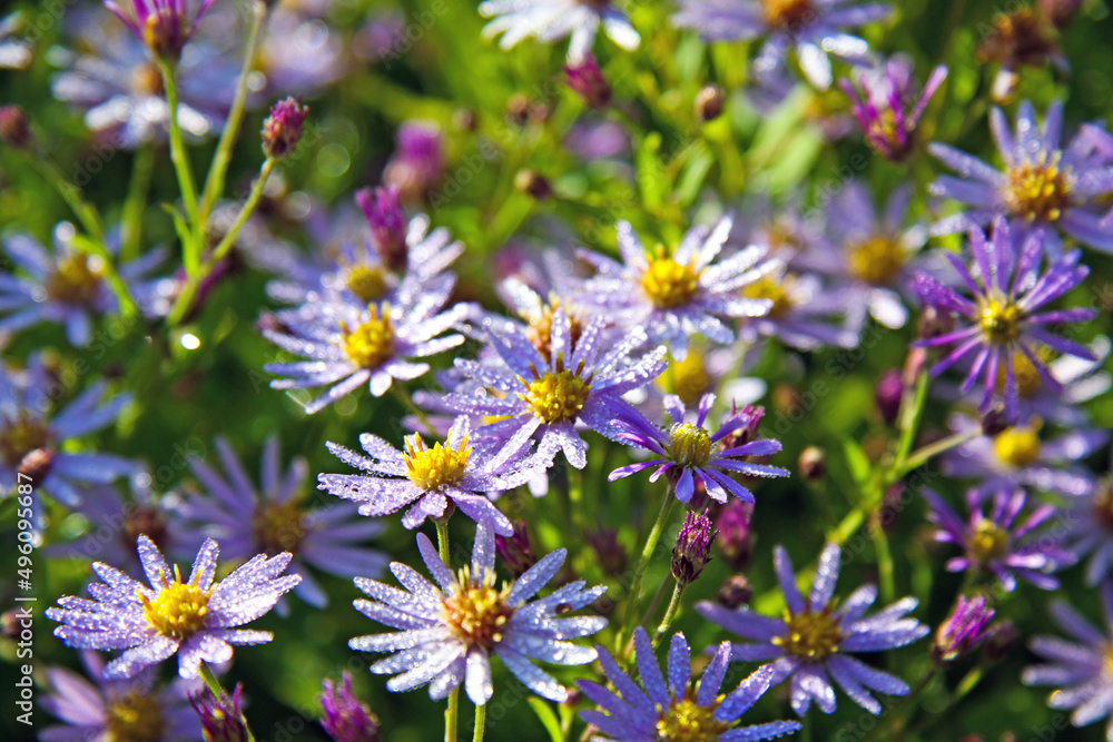 Herbstaster Herbstaster