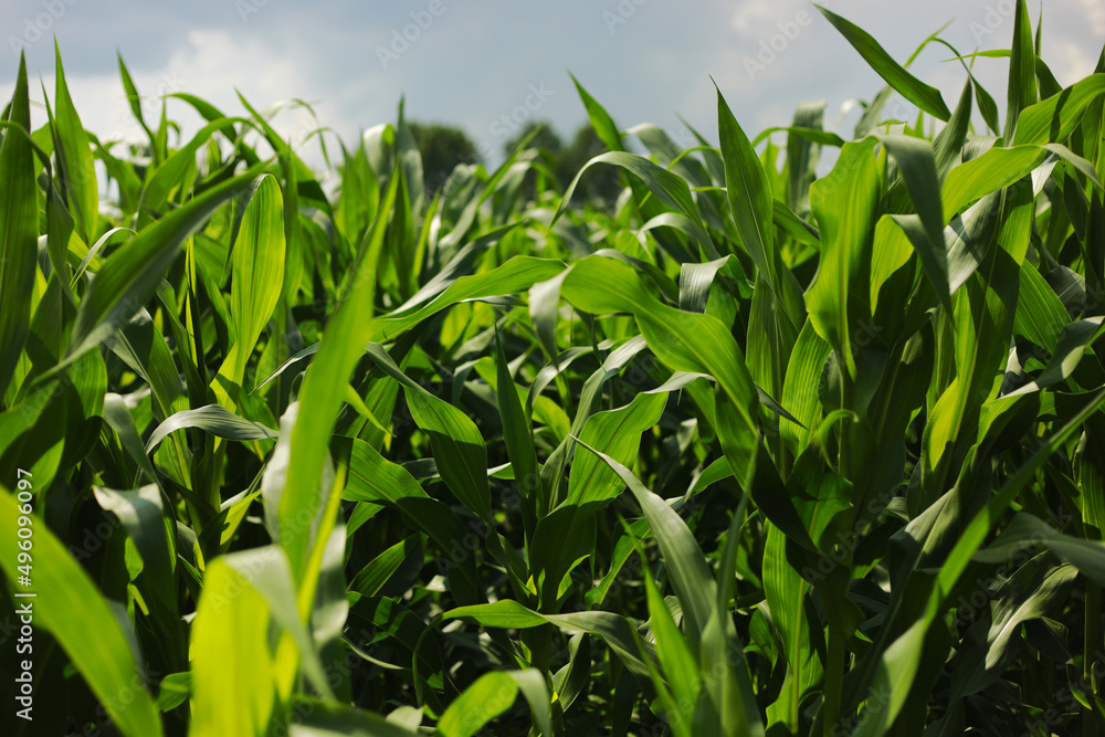 Obraz premium Corn field agriculture. Green nature. Rural farm land in summer. Plant growth. Farming scene. Outdoor landscape. Organic leaf. Crop season.