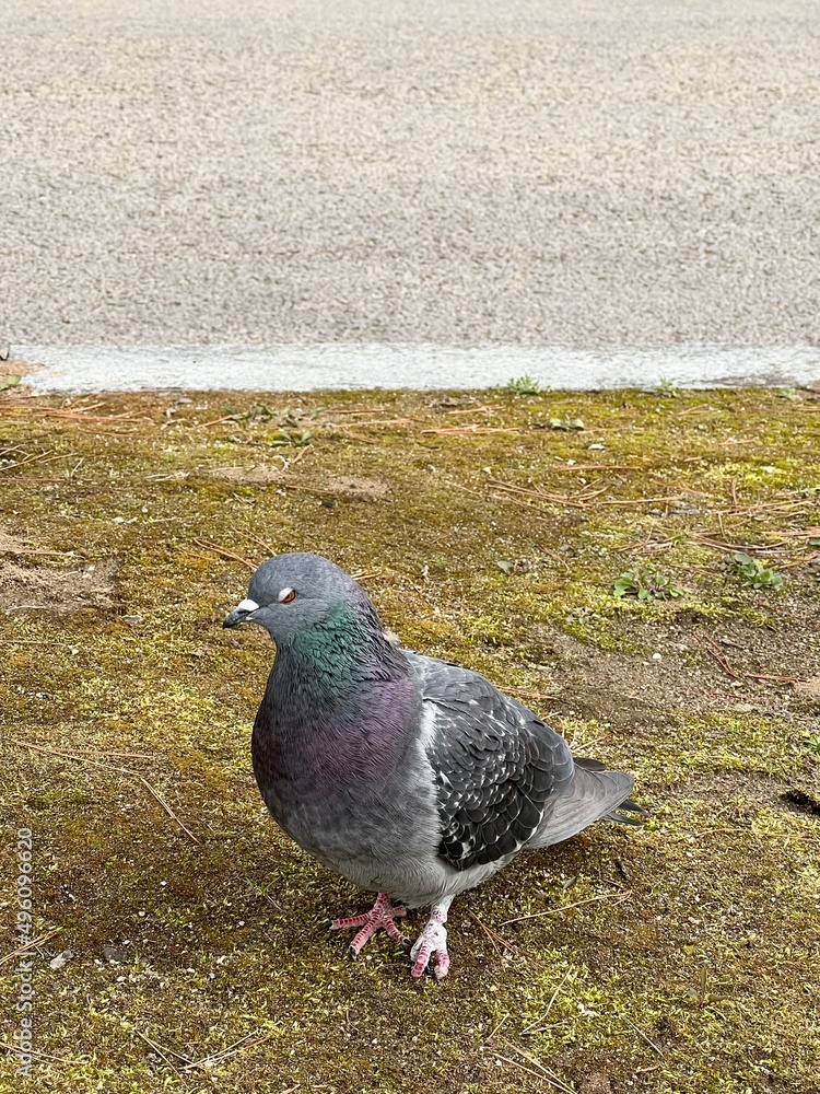 pigeon in the park pigeon in the park