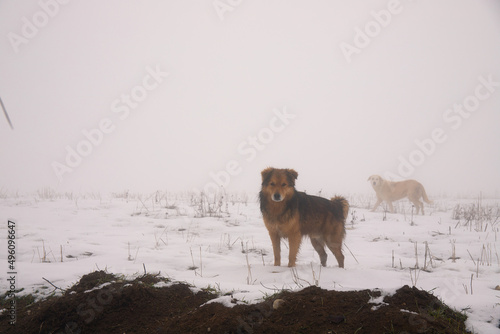 Two dogs on a snowy field.