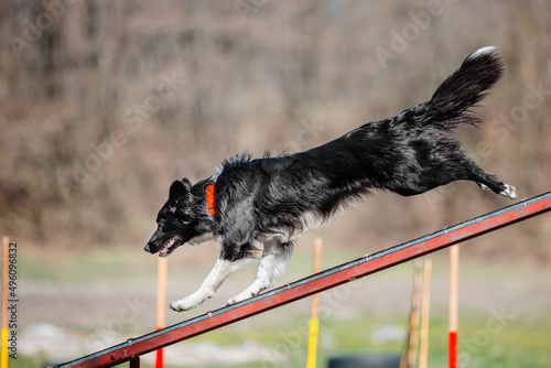 Dog in agility competition set up in green grassy park