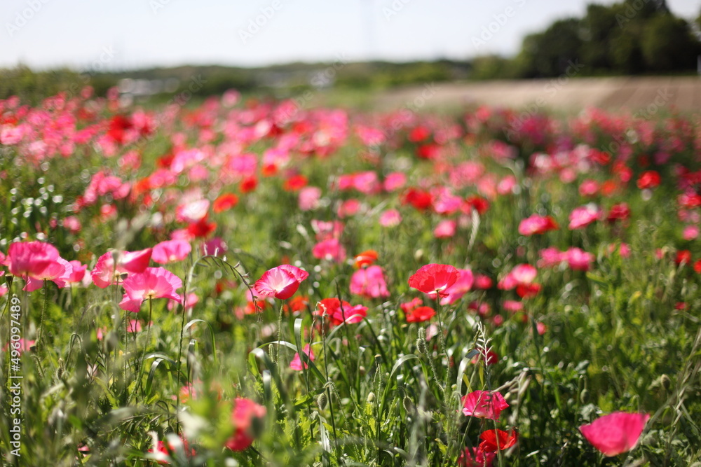 丘に咲くひなげしの花 丘に咲くひなげしの花