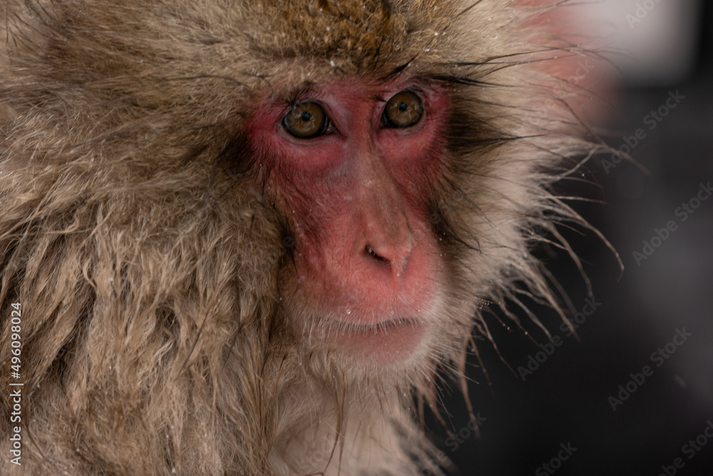 Obraz premium The Japanese macaque (Macaca fuscata)