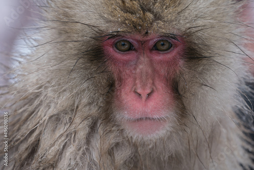 The Japanese macaque (Macaca fuscata) photo