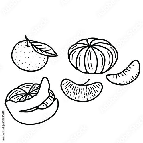 simple doodle illustration of tangerines. Vector illustration