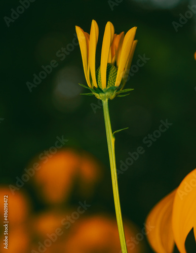 Close-up of a Yellow Flowering Plant