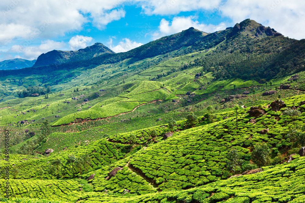 Tea plantations. Munnar, Kerala state, India