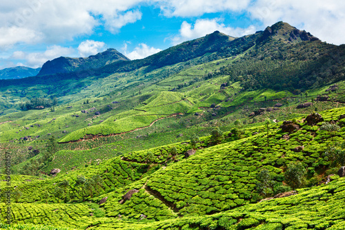 Tea plantations. Munnar, Kerala state, India © Dmitry Rukhlenko