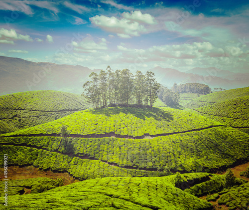 Tea plantations. Kerala, India