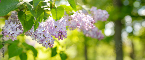 Foto Blooming lilac tree in a green deciduous forest park on a sunny spring day