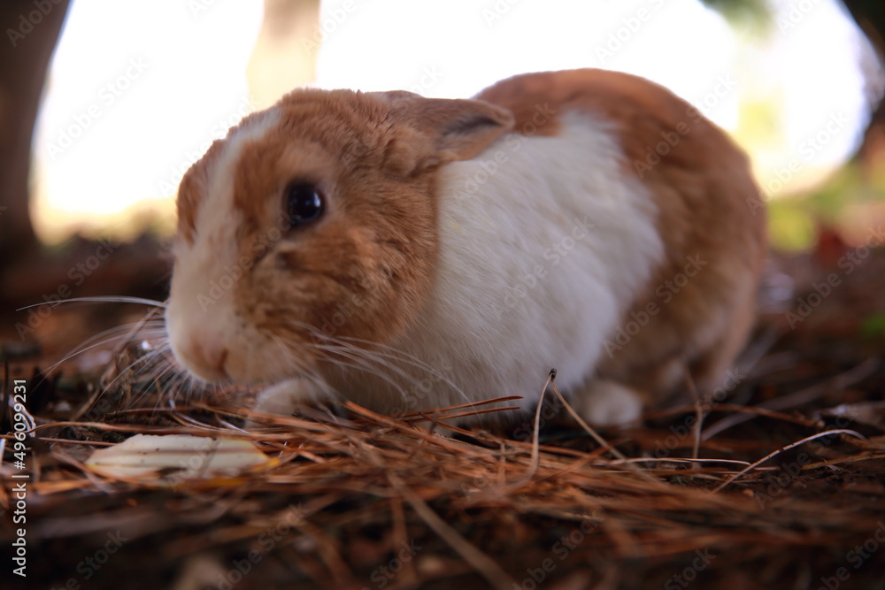 Fototapeta premium Wild rabbits in the park