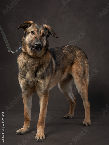 portrait of a beautiful dog on a brown canvas. Mix of breeds. Pet in the studio, artistic photo on the background © annaav