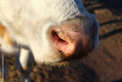 cow pink nose snout close-up 