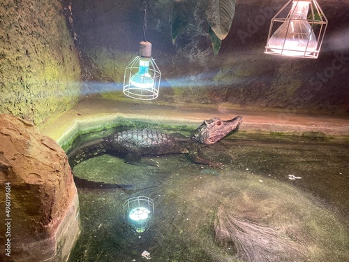 crocodile caiman in water
