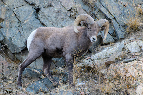 Colorado Rocky Mountain Bighorn Sheep