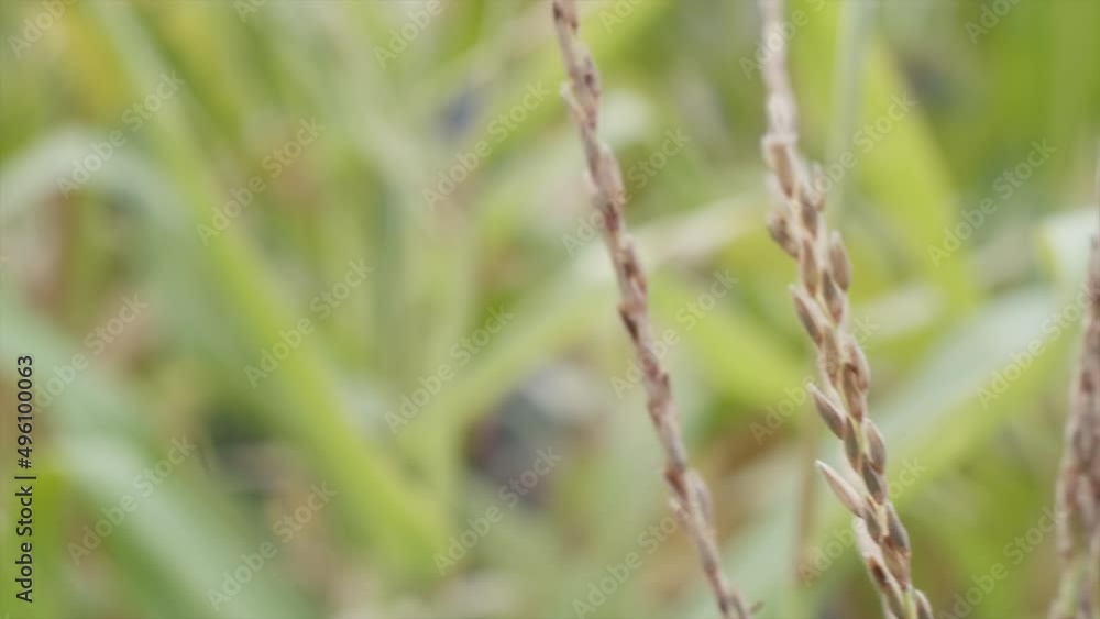 Flowering corn on blurred background, macro, selective focus. Agriculture and farming concept. Flowering corn on blurred background, macro, selective focus. Agriculture and farming concept.