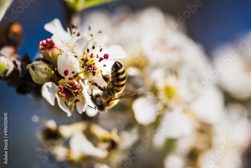 Bee chasing honey