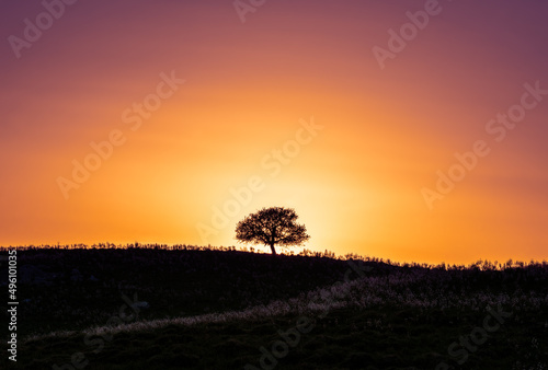 Silhouette of tree at sunset.