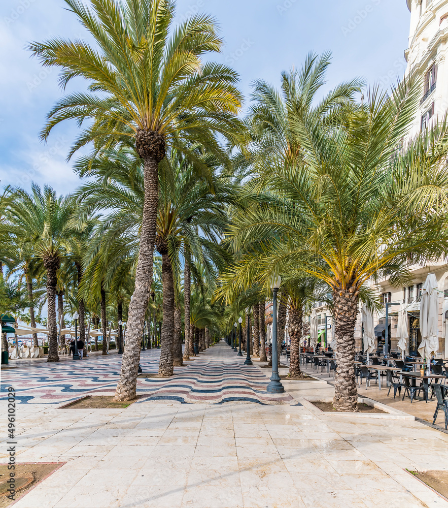 A view along the esplanade in the centre of Alicante on a spring day