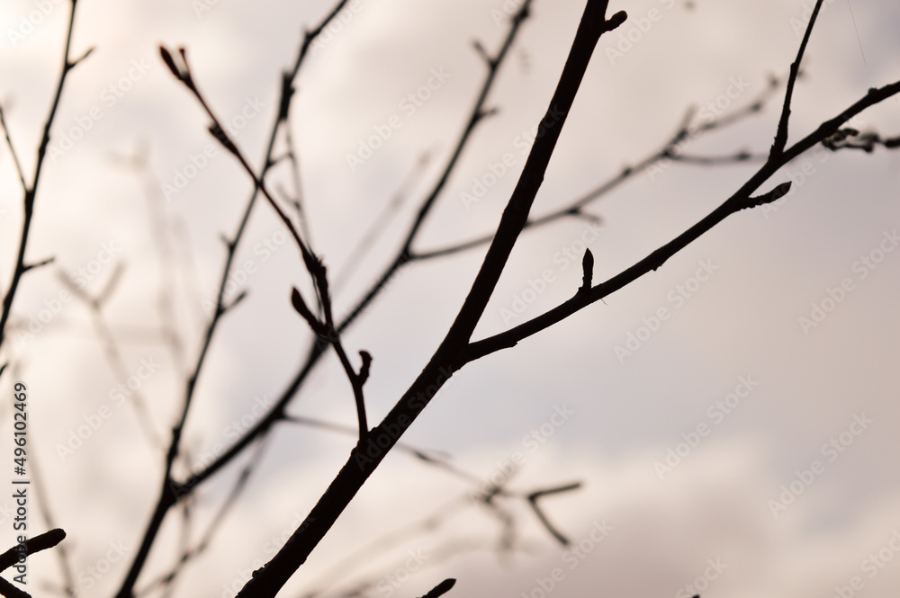 tree branches against depressed gray sky. Branchs without leaves in winter. Symbol of depression apathy and depression.