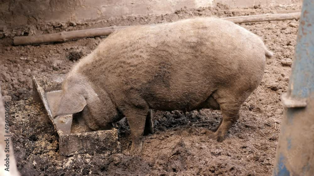 Close-up of a dirty pig eating food in a pen. A dirty pig on a farm among the manure. Close-up of a dirty pig eating food in a pen. A dirty pig on a farm among the manure.