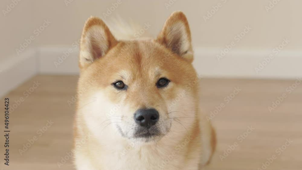 Portrait of a japanese red Shiba Inu dog. A cute shiba inu dog is looking at the camera. Portrait of a japanese red Shiba Inu dog. A cute shiba inu dog is looking at the camera.