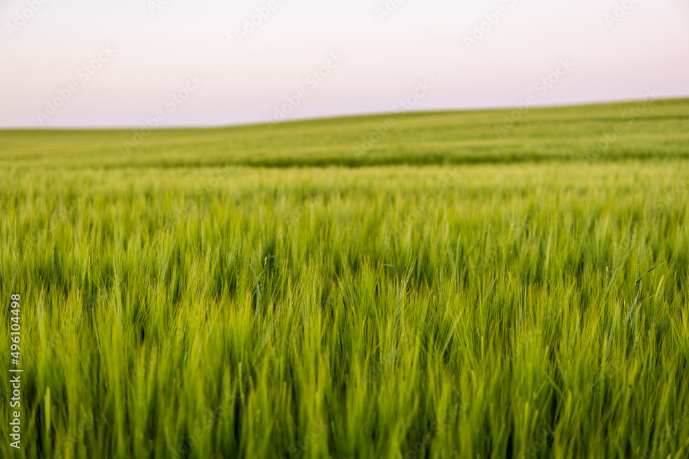 Landscape of fresh young unripe juicy spikelets of barley. Agricultural process. Agriculture.