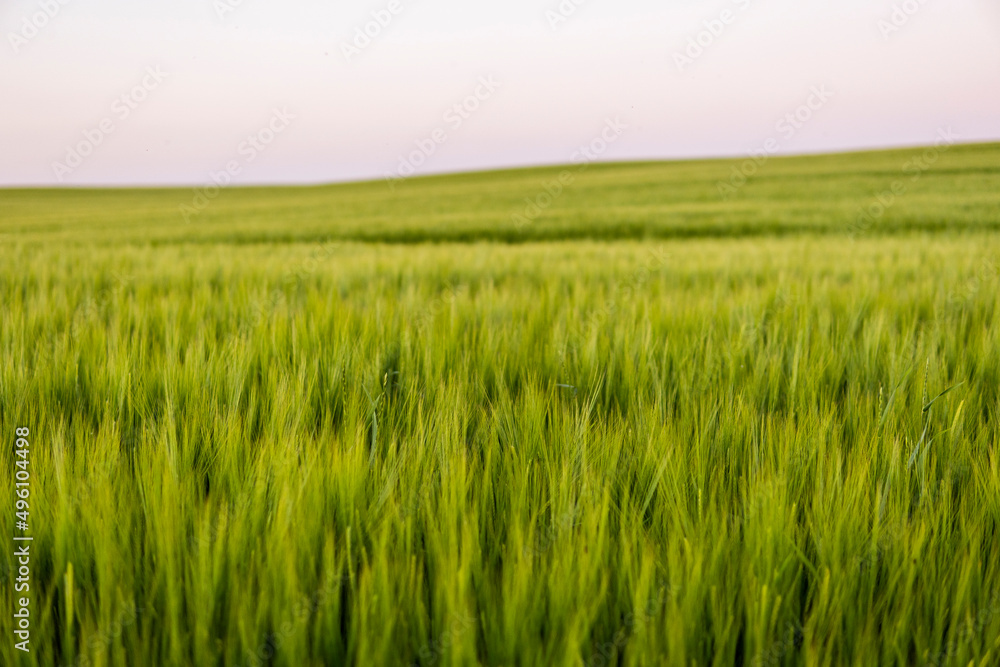 Landscape of fresh young unripe juicy spikelets of barley. Agricultural process. Agriculture. Landscape of fresh young unripe juicy spikelets of barley. Agricultural process. Agriculture.