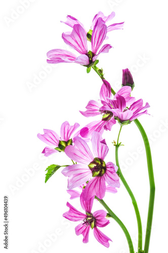 Malva Silvestris flowers pink color close-up on a white isolated background