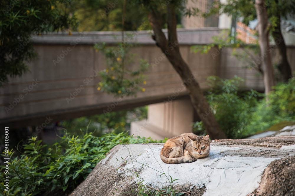cute stray cat, resting outdoor, daytime, downtown, hong kong