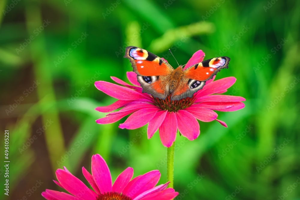 Beautiful summer flower scenery. Close up of a butterfly on a pink flower. Photo in shallow depth of field. Beautiful summer flower scenery. Close up of a butterfly on a pink flower. Photo in shallow depth of field.