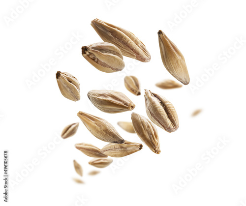 Barley malt grains levitate on a white background