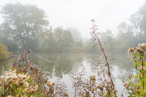Mglisty poranek w parku, mokre rośliny, nici pajęczyny, drzewa we mgle. Rozmyte, mgliste tło. photo