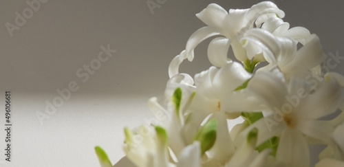 Hyacinth blooming flower with soft tender white petals covered with sunlight on half grey and white background photo