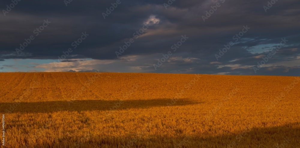 Fototapeta premium Campo di orzo