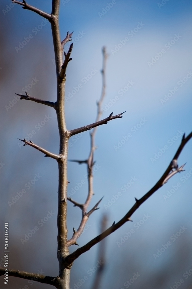 Opening buds on the branches in springtime. Selective focus, shallow depth of field. Opening buds on the branches in springtime. Selective focus, shallow depth of field.