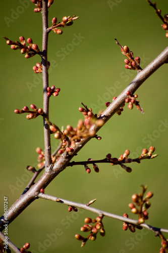 Opening buds on the branches in springtime. Selective focus, shallow depth of field.