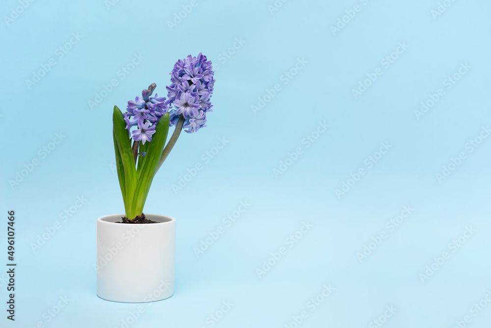 Beautiful blue hyacinth flowers bloom in white pots, hyacinth on a blue wall background, Fragrant flowering plants in the family.