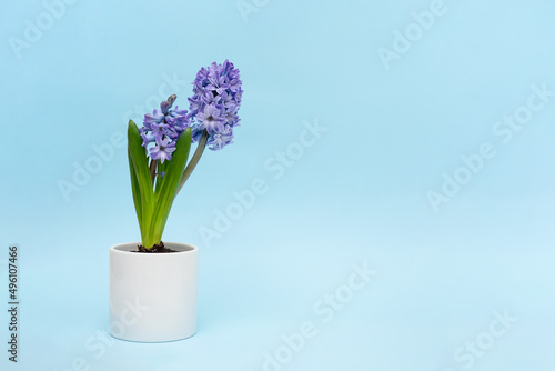 Beautiful blue hyacinth flowers bloom in white pots, hyacinth on a blue wall background, Fragrant flowering plants in the family.