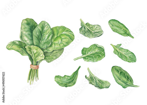 Εκτύπωση καμβά Watercolor bunch of spinach and leaves on white