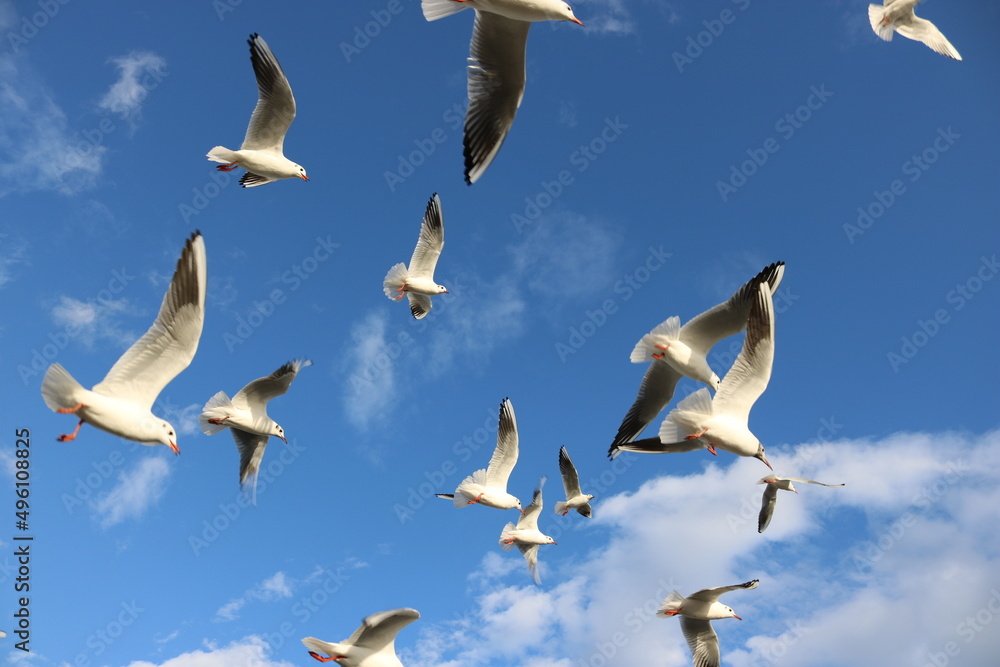 Obraz premium bird sky 