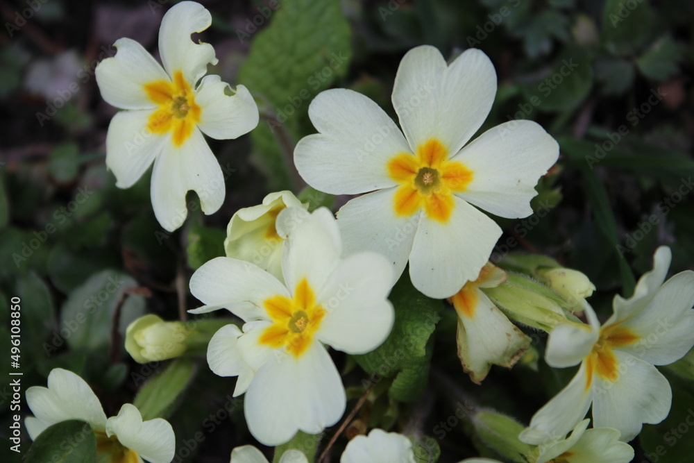 Fototapeta premium flower spring blossom green