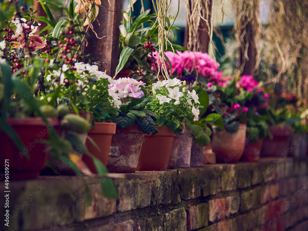 Obraz premium Primroses, hyacinths and other bright flowers in stylized flower pots stand in a row on the stone wall in the greenhouse.