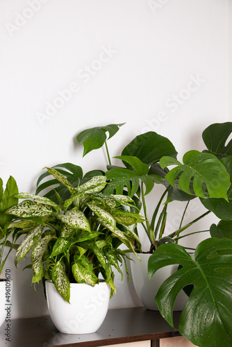 Green living indoor plants in a simple house. The concept of home floriculture.